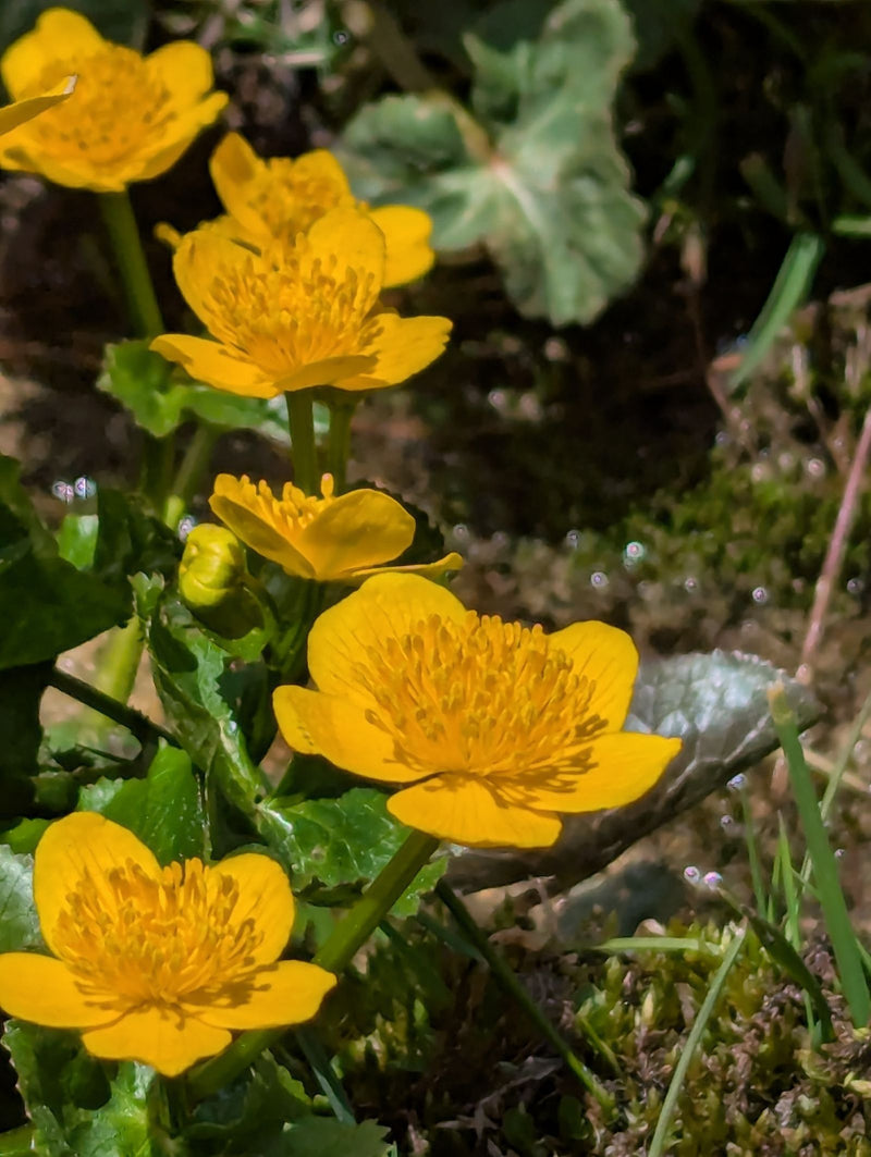 Calendula palustre — Bild 1