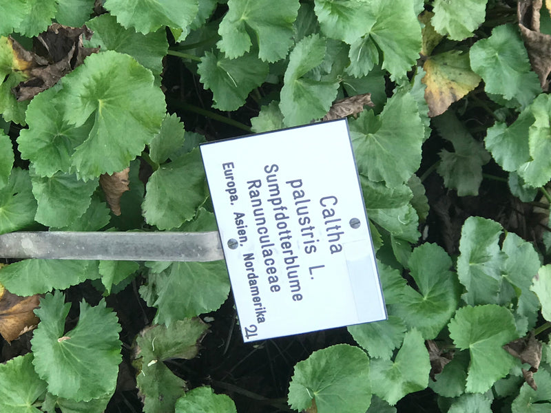 Calendula palustre — foto 1 di 11