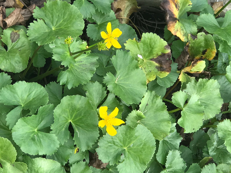 Calendula palustre — foto 2 di 11