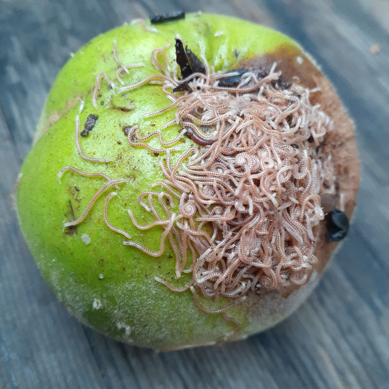 Millepiedi maculato — Bild 1