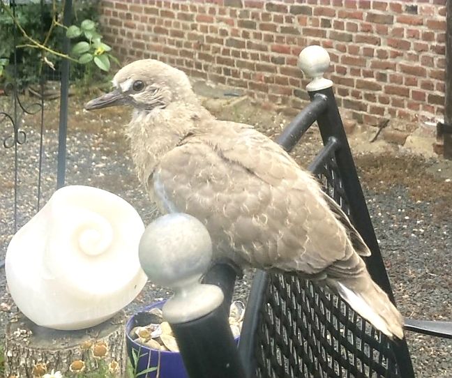 Una giovane tortora collare turca è seduta sullo schienale di una sedia in un giardino. Sullo sfondo si vede un muro di mattoni.