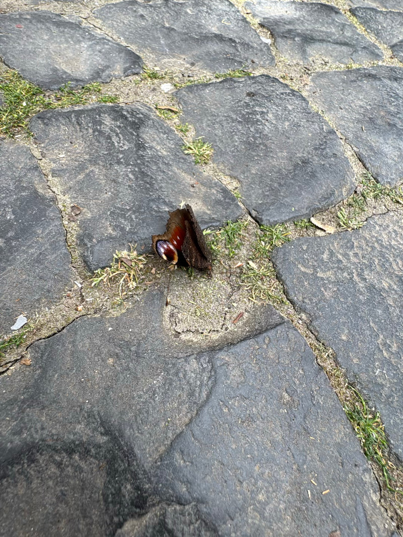Farfalla pavone — Bild 2