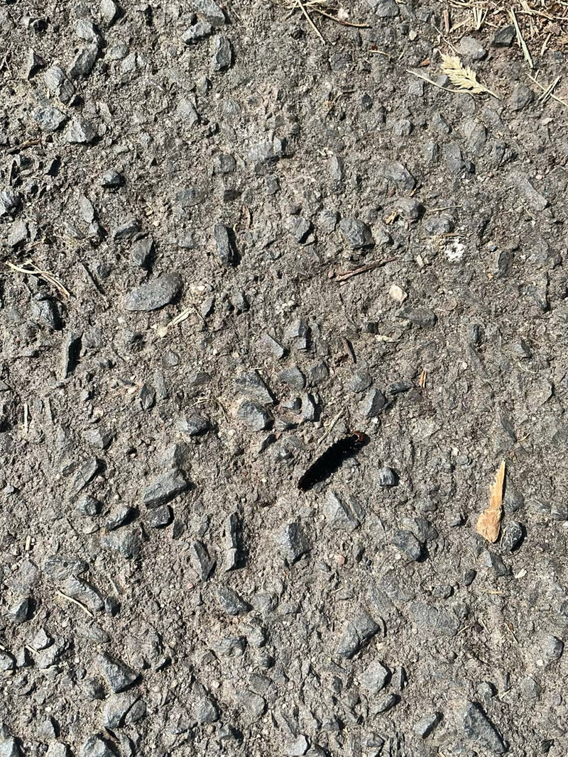 Un piccolo brucolo scuro striscia su un terreno asfaltato pietroso. Si tratta di uno stadio giovanile della vanessa io.