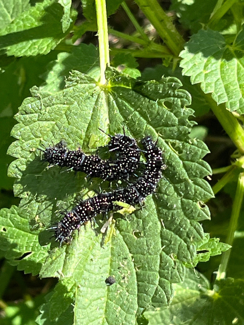 Diversi bruchi neri e spinosi della vaniglia dell'ortica riposano insieme sulla pagina superiore di una foglia di ortica verde.