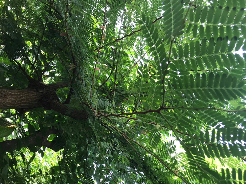 Tamarindenbaum — foto 1 di 3