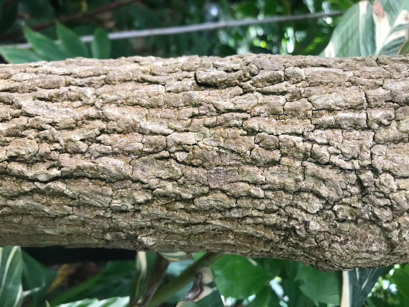 Tamarindenbaum — foto 2 di 3