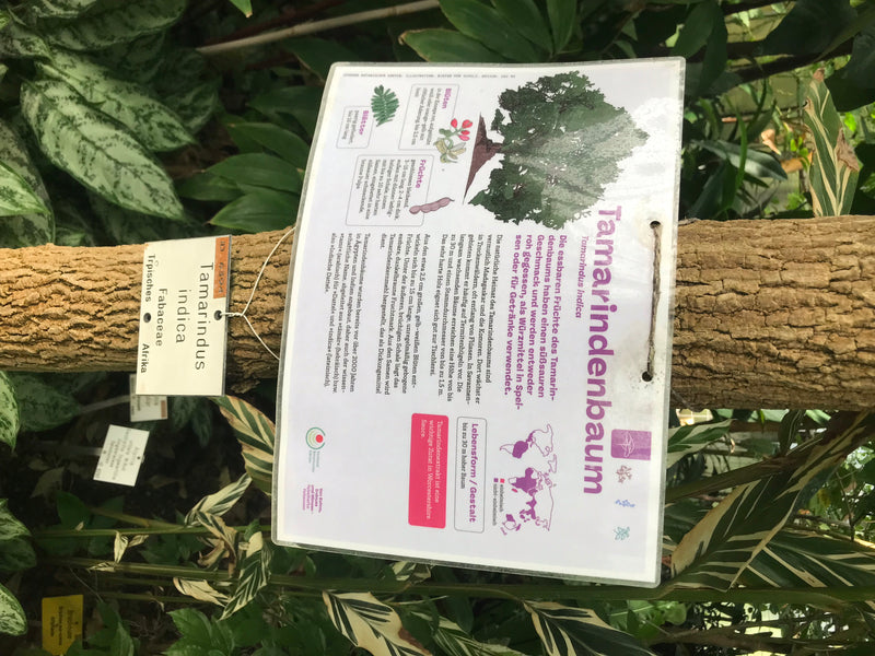 Tamarindenbaum — foto 3 di 3