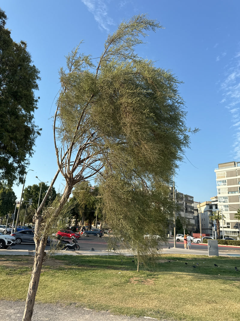 tamarisco — Bild 2