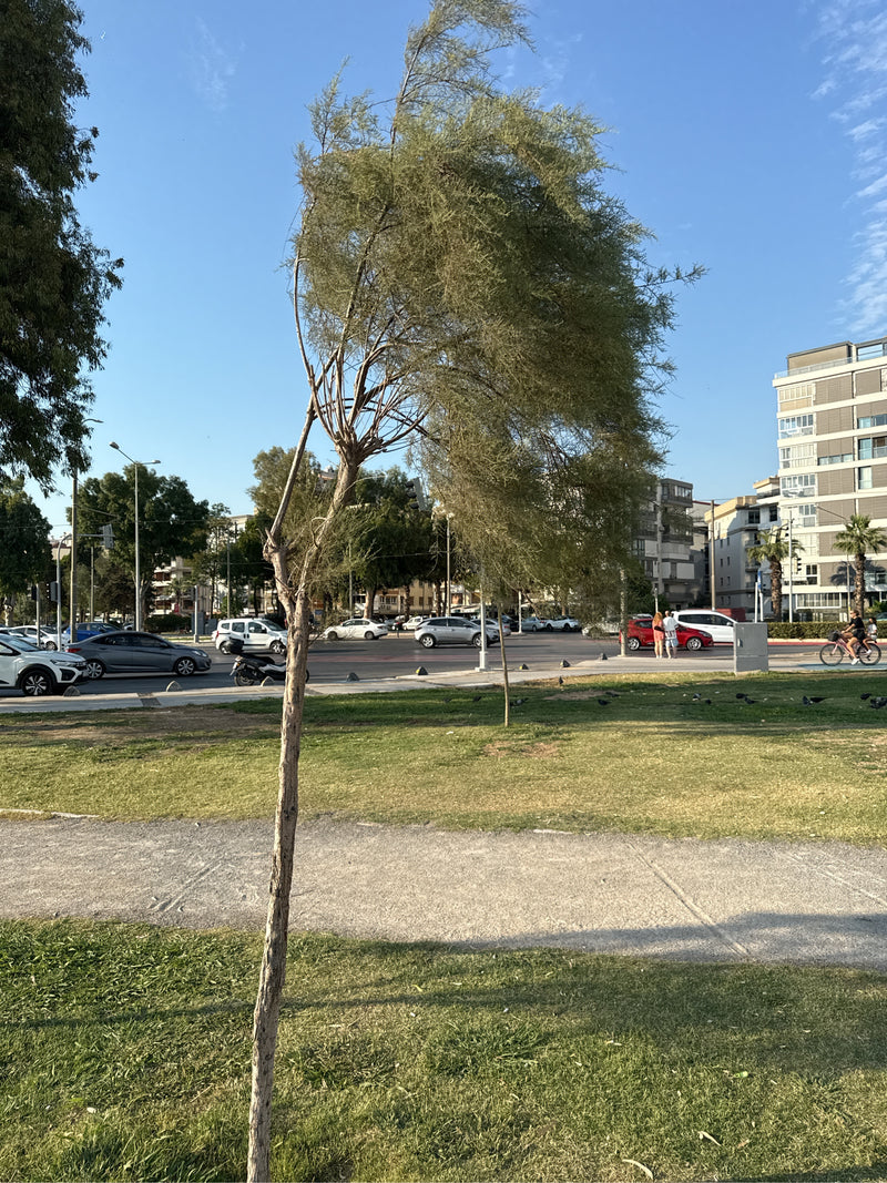tamarisco — Bild 1