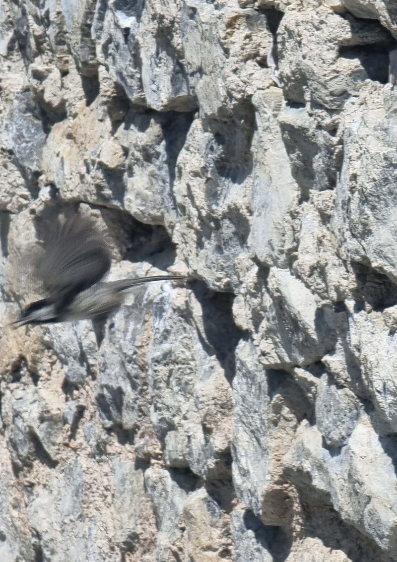 Cinciarella di carbone — Bild 1