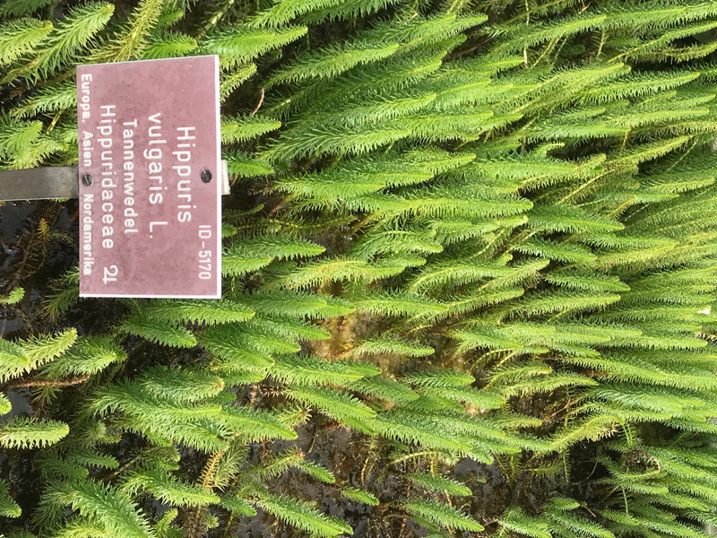 Tannenwedel — foto 1 di 1