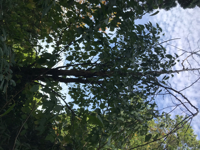 Si vede la chioma fogliosa di un albero dei fazzoletti dal basso, fotografata contro un cielo parzialmente nuvoloso.
