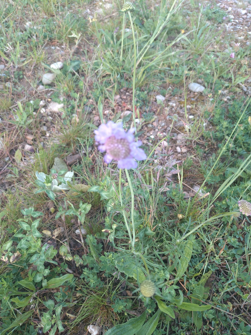 Scabiosi dei piccioni — Bild 2