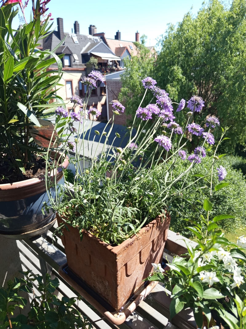 Scabio — Bild 1