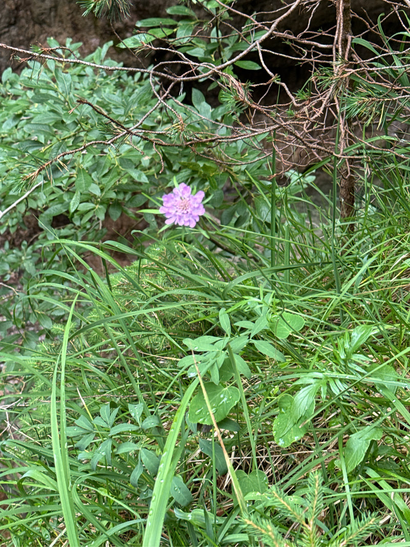 Un fiore di scabiosa viola chiaro fiorisce chiaramente in mezzo all'erba verde e al sottobosco. Lo scatto mostra il fiore dall'alto nel suo ambiente naturale.