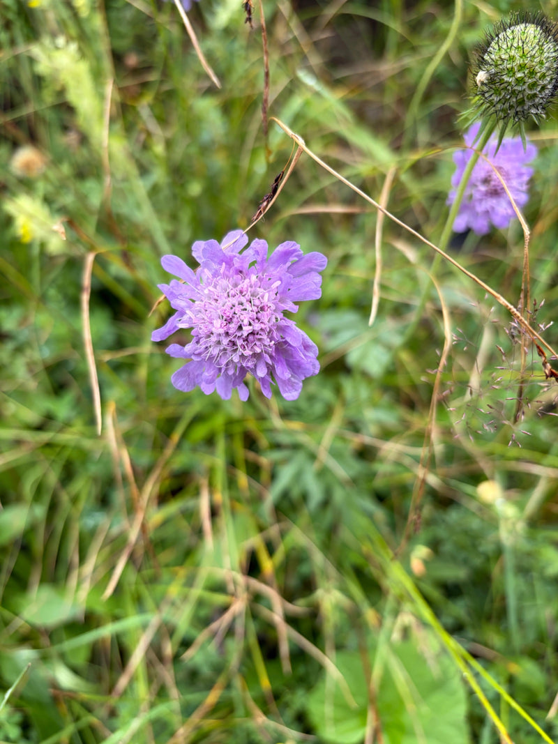 Si vede un fiore aperto e viola di scabiosa in un prato. È circondato da erba verde e altri boccioli.