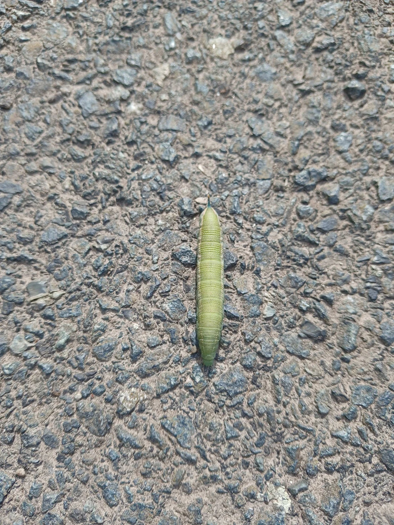 L'immagine mostra un bruco verde di macroglossa che striscia su una superficie di asfalto scuro. Il bruco è completamente visibile e mostra il suo aspetto ti...