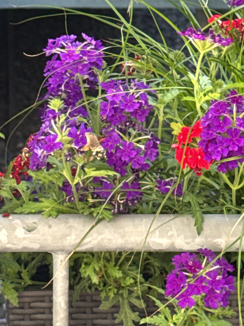 Un macroglosso vola librandosi davanti a fiori viola e rossi mentre si ciba di nettare. La scena mostra l'insetto in un ambiente naturale vicino a una fioriera.