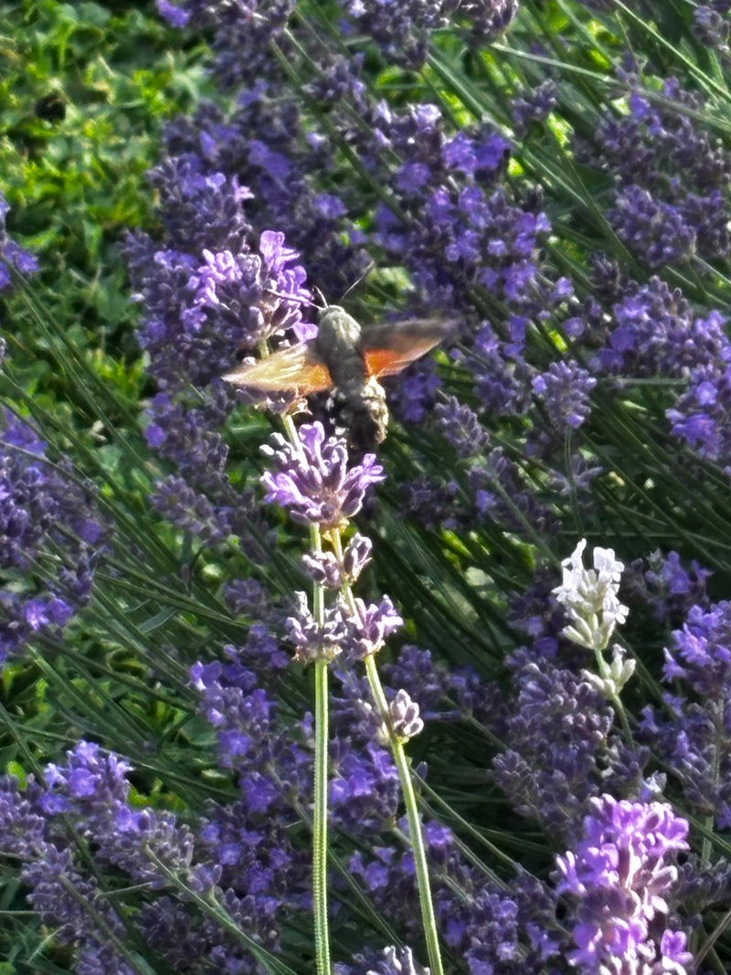Un macroglosso vola davanti a fiori di lavanda viola mentre si nutre di nettare. Le ali e il corpo tipici della falena sono chiaramente visibili.
