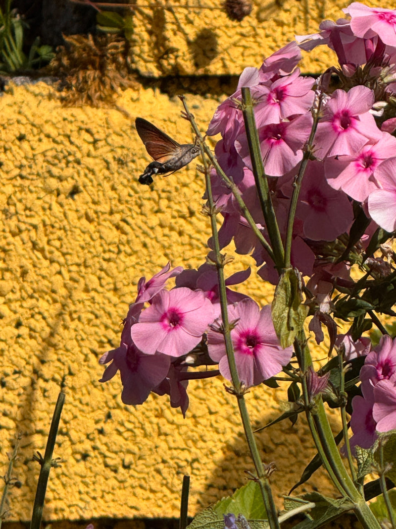 Un macroglosso vola davanti a fiori rosa e nettarizza con la sua lunga spirotromba. Sullo sfondo si vede un muro giallo.