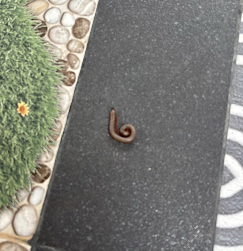 Millepiedi (modello giocattolo) — Bild 1