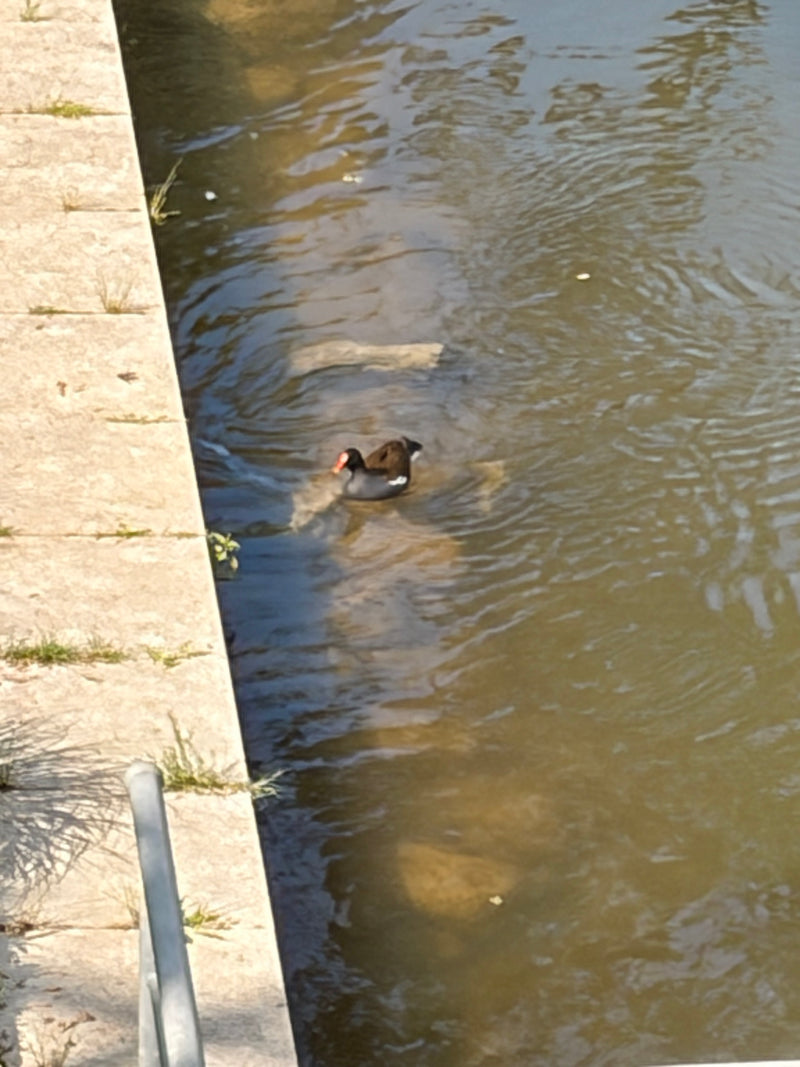 Gallinella d'acqua — Bild 4