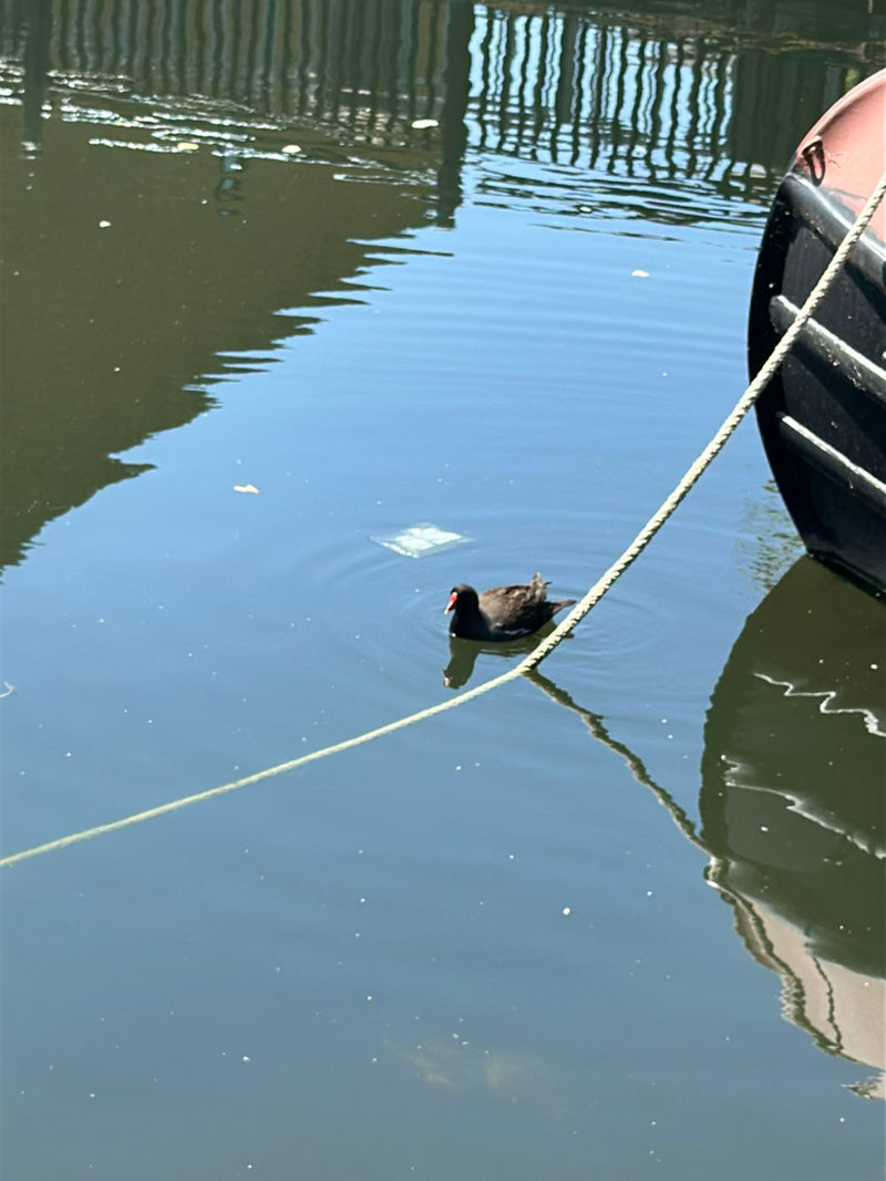 Gallinella d'acqua — Bild 2