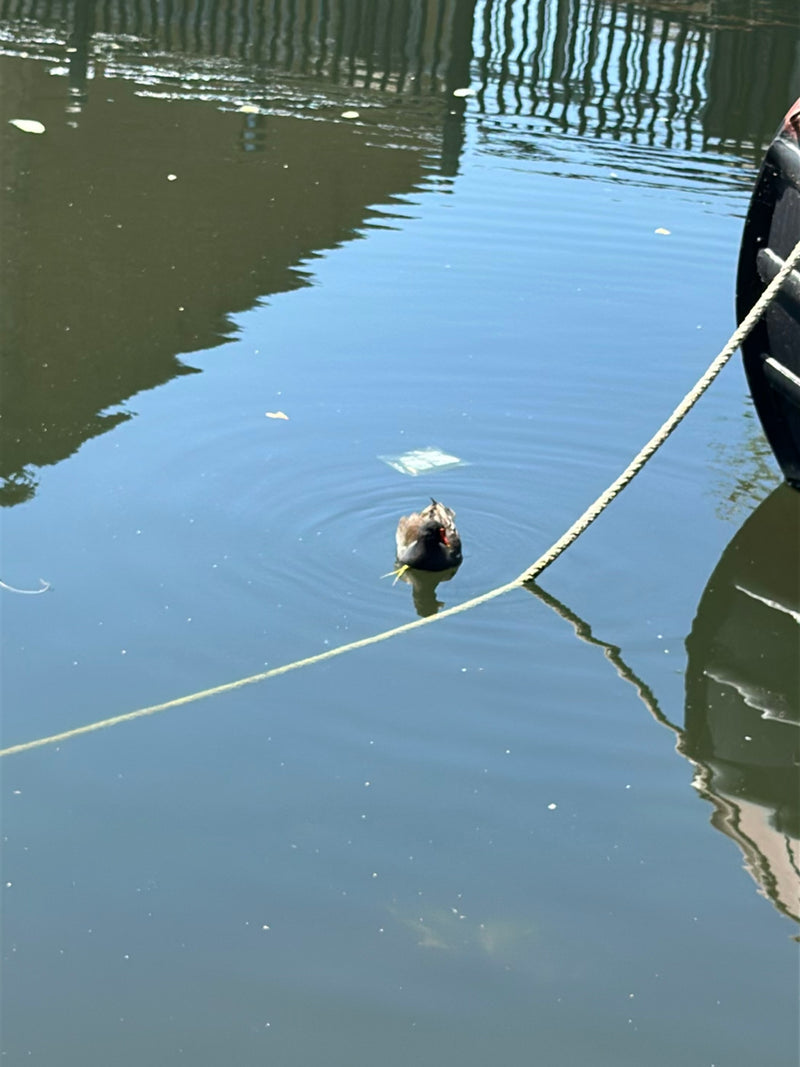 Gallinella d'acqua — Bild 1