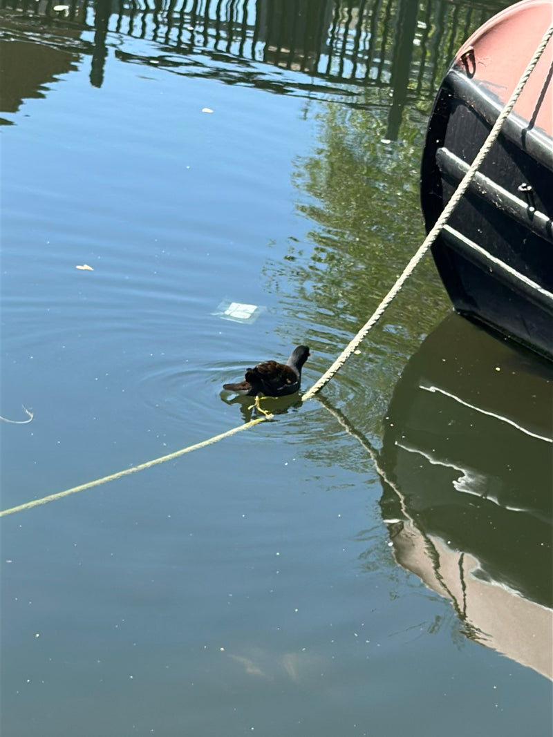 Gallinella d'acqua — Bild 3