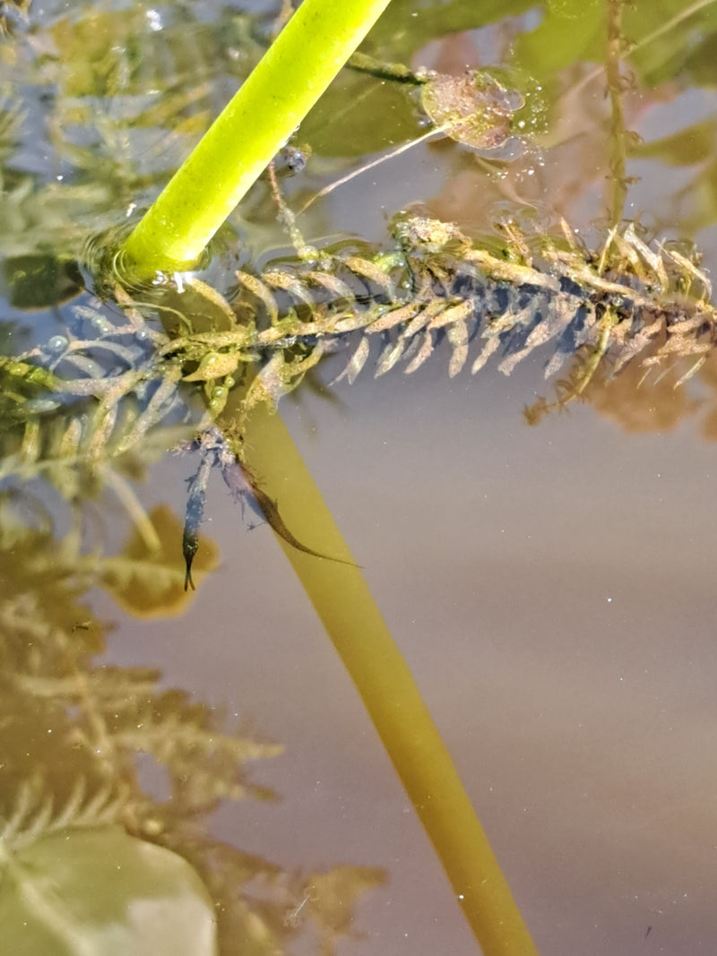 Un piccolo tritone comune nuota in acqua poco profonda tra le piante acquatiche. È ben visibile nel suo habitat naturale.