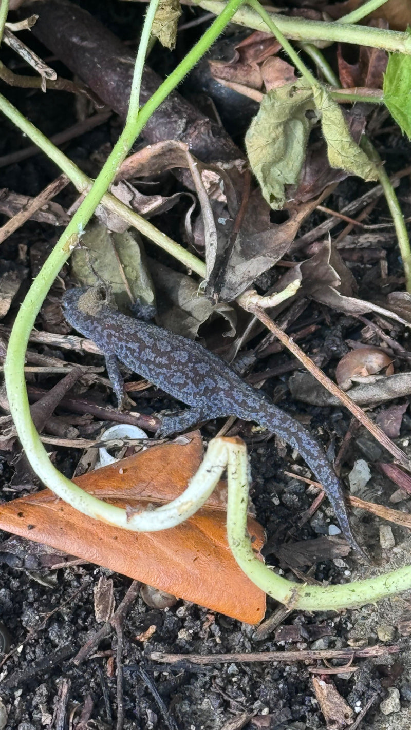Un tritone liscio adulto si trova sul terreno del bosco tra foglie secche e rami. È ben visibile dall'alto.