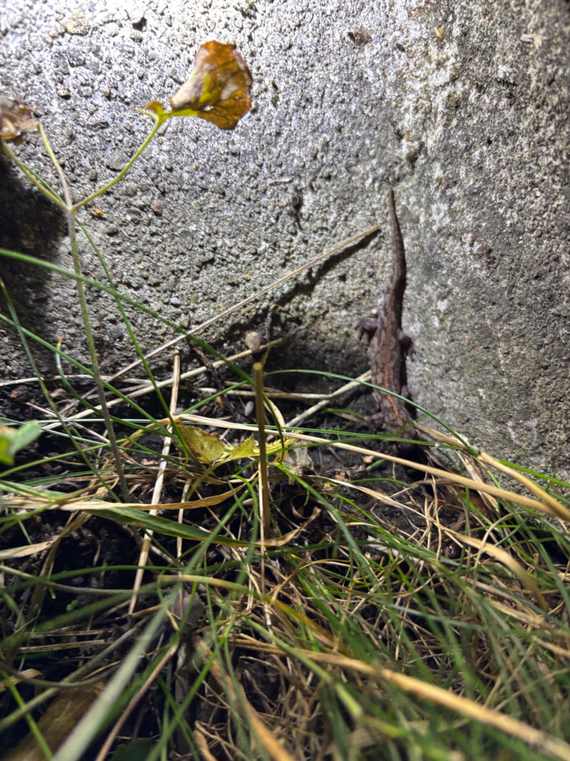 Un tritone liscio si trova su un muro di pietra grezza vicino al terreno nell'erba. L'animale è ben visibile in primo piano.