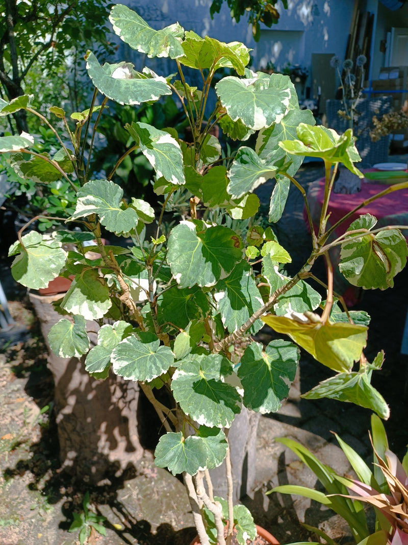 Piastra Aralia — Bild 1
