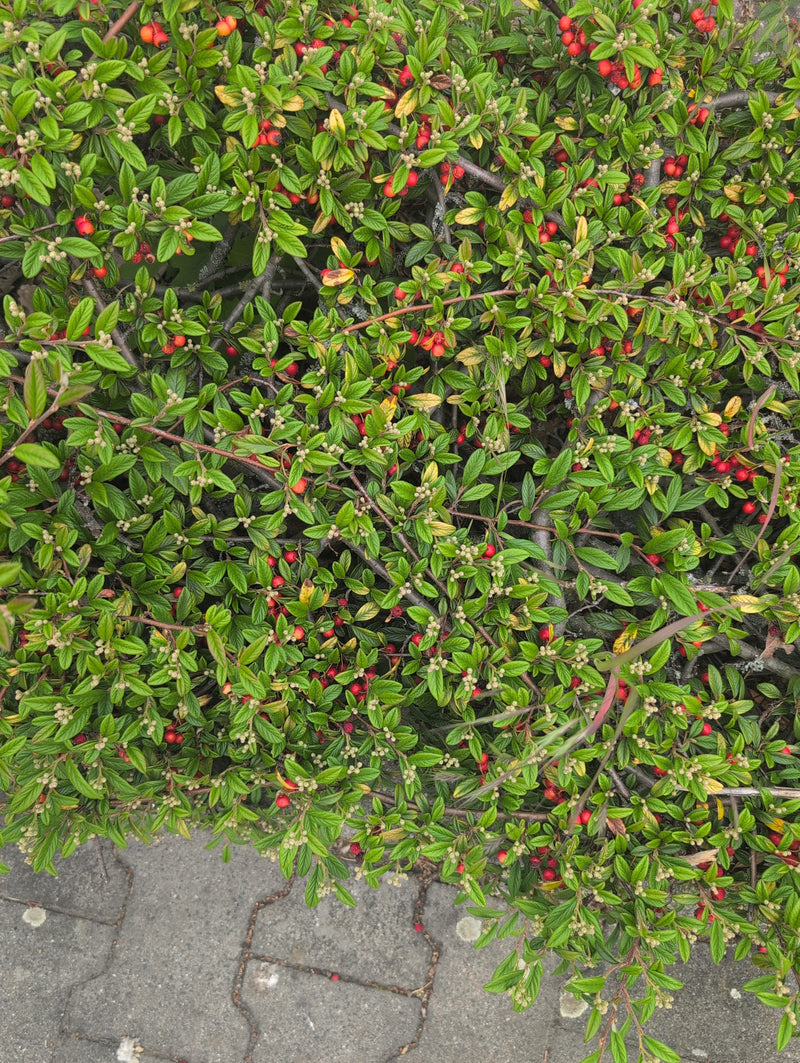 Tappeto in cotoneaster — Bild 5