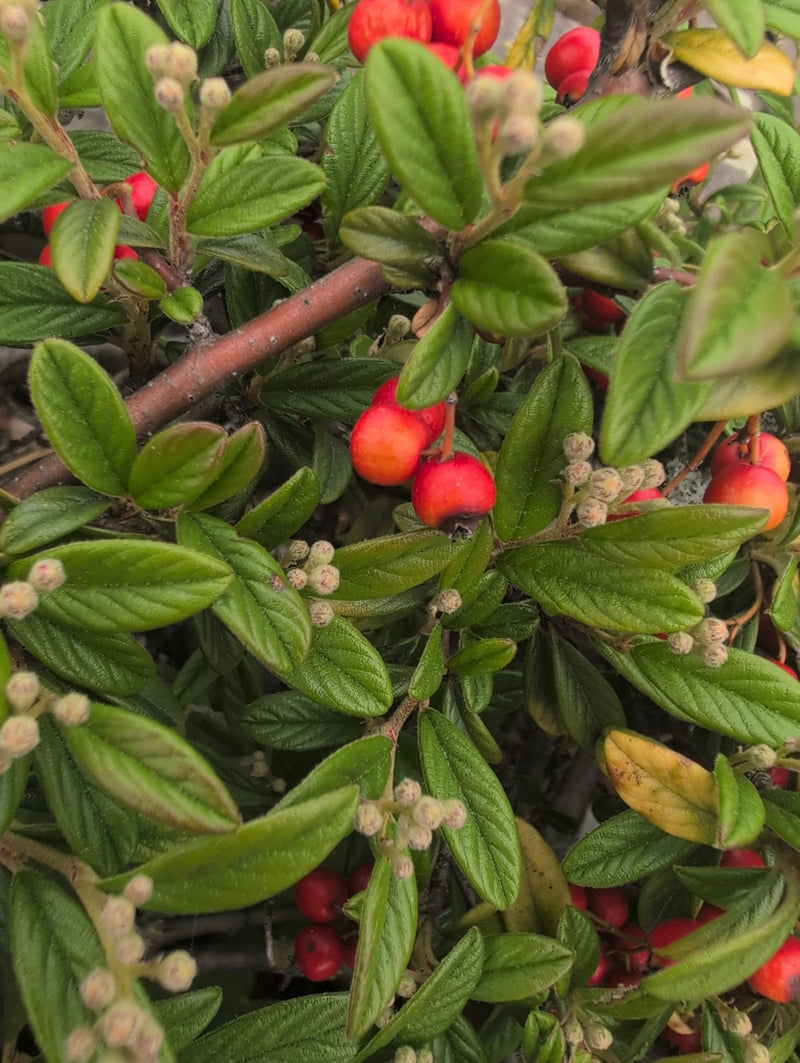 Tappeto in cotoneaster — Bild 4