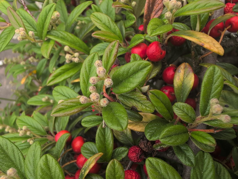 Tappeto in cotoneaster — Bild 3