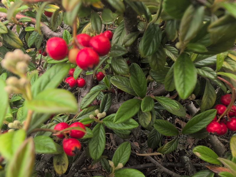 Tappeto in cotoneaster — Bild 2