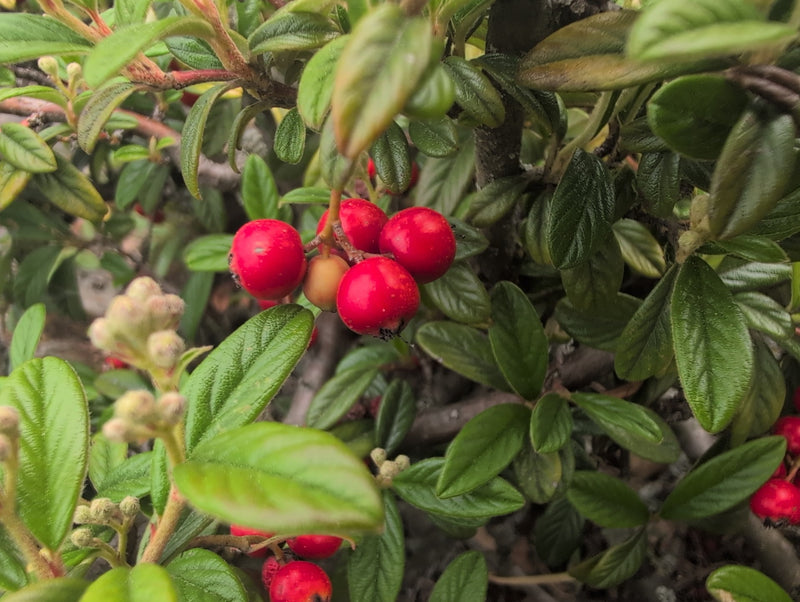 Tappeto in cotoneaster — Bild 1