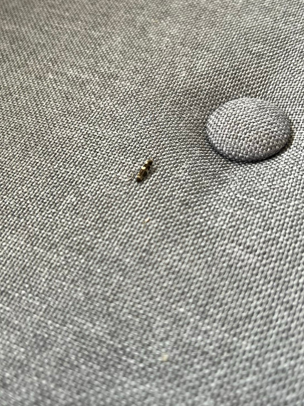 Una minuscola larva di antréno riposa su un tessuto grigio.