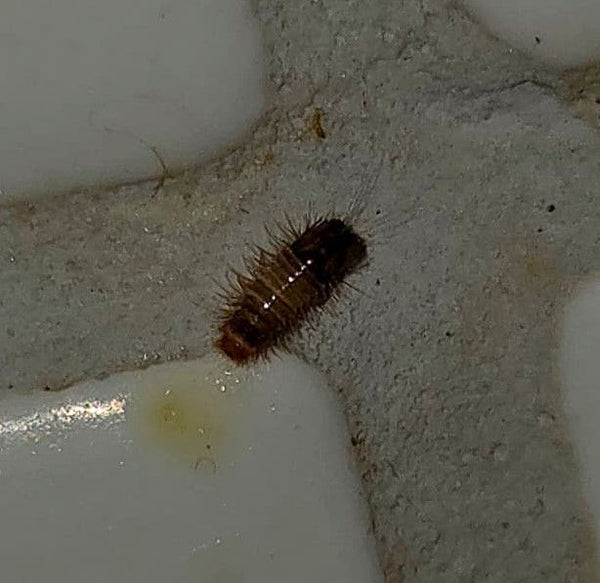 Una larva pelosa di antrèno dei tappeti riposa nella fuga tra piastrelle chiare.