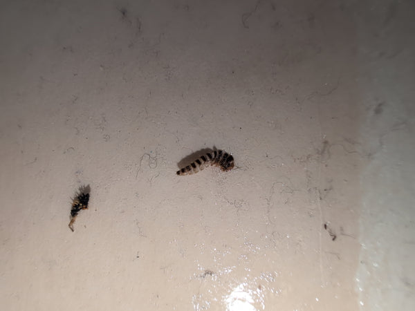 Due larve o resti larvali di un coleottero dei tappeti su un pavimento chiaro con polvere.