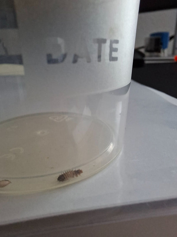Una larva pelosa di antreno si trova sul fondo di un bicchiere di plastica trasparente.
