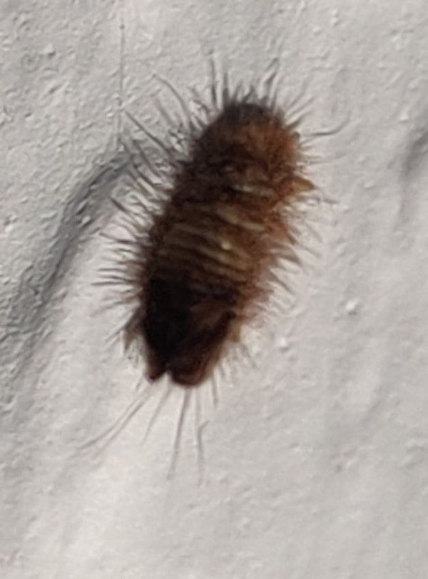 Una larva di antreno densamente pelosa riposa su una parete bianca e ruvida.
