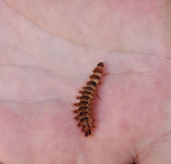 Una larva pelosa di antreno riposa sul palmo di una mano umana.