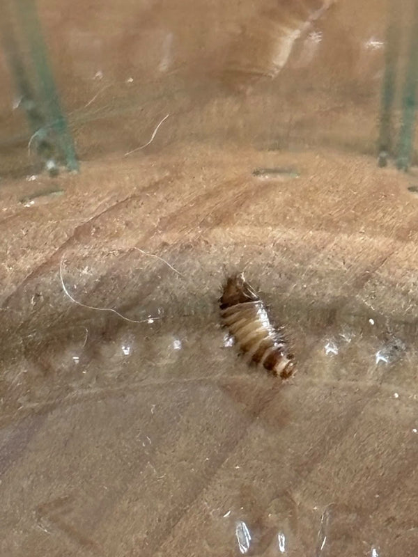Una larva pelosa di antréno riposa su una superficie di legno venato.