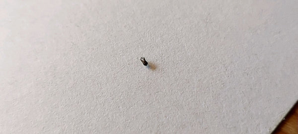 Un piccolo coleottero dei tappeti riposa su una superficie di carta bianca ruvida.