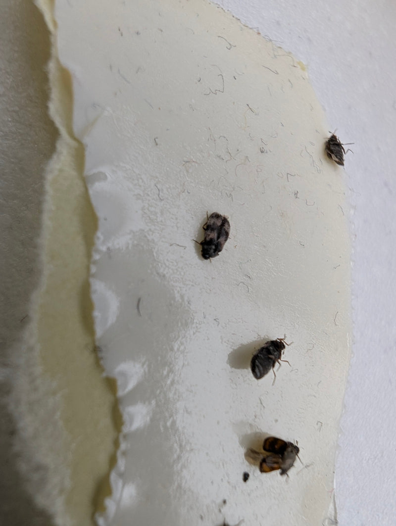 Coleotteri dei tappeti — Bild 1