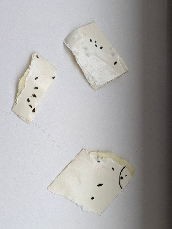 Diversi insetti scuri e molto piccoli sono attaccati su pezzi di nastro adesivo o di una trappola collante.