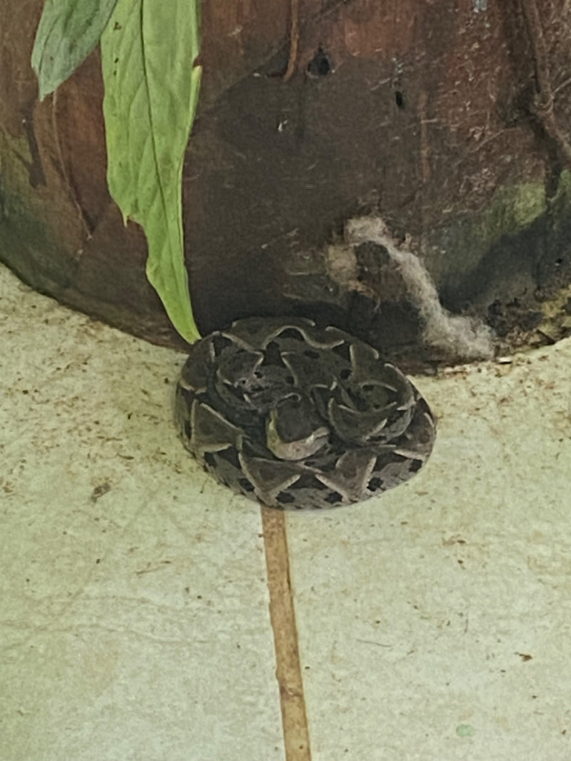 Vipera lancia Terciopelo — Bild 1