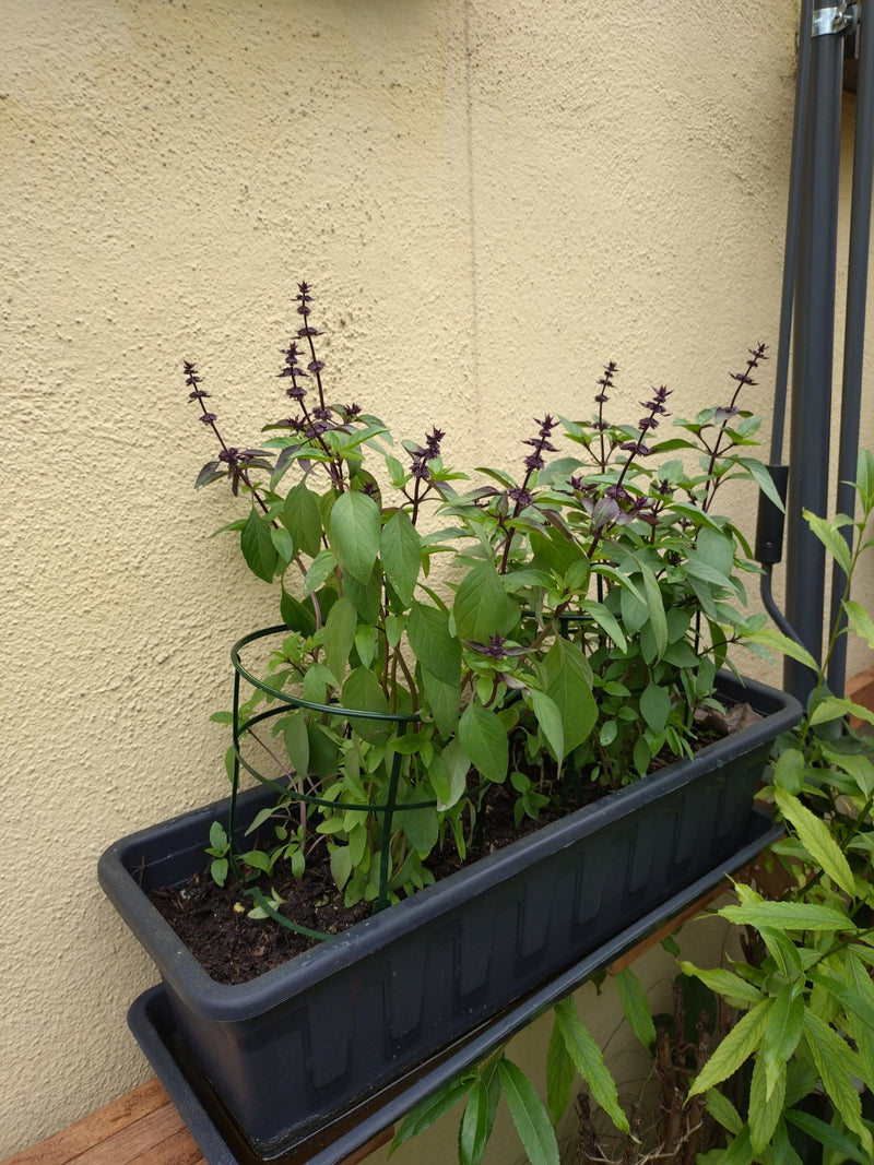 Basilico tailandese — Bild 1